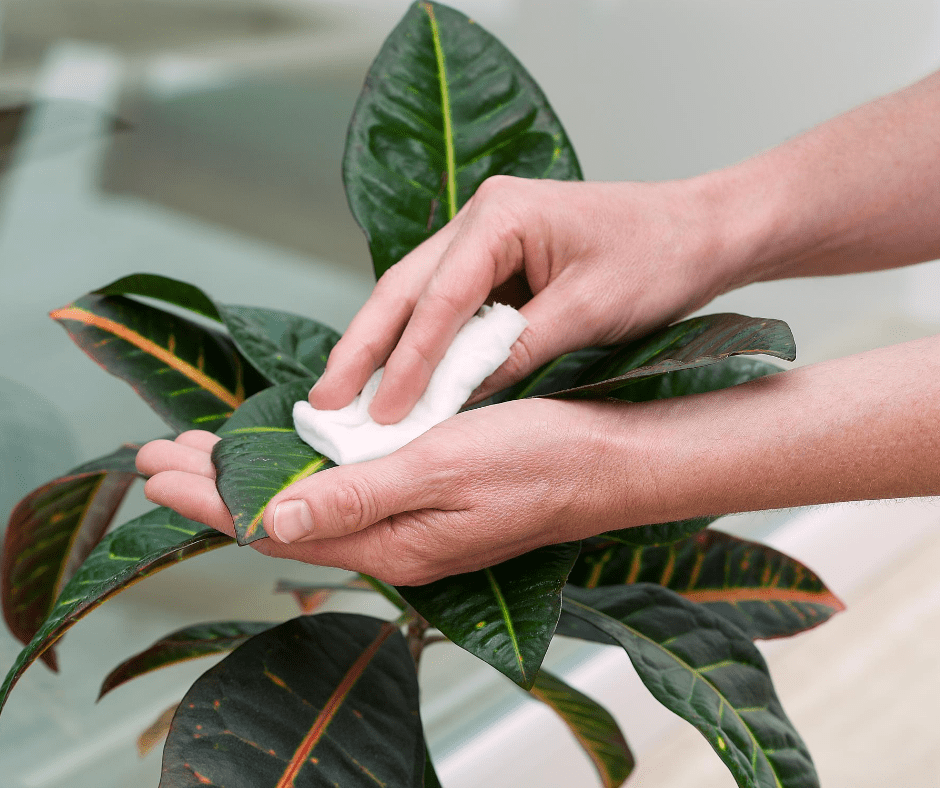 Hands with a white cloth wiping a leaf of a planter off gently.