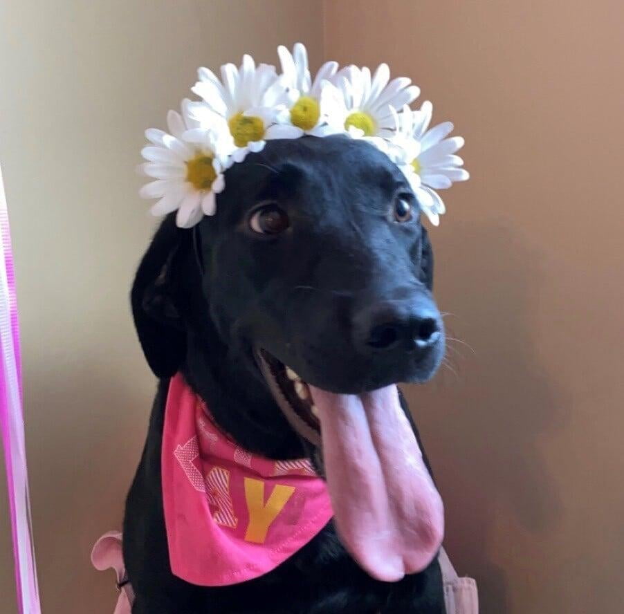 A black lab sticking their tongue out with a daisy flower tiara