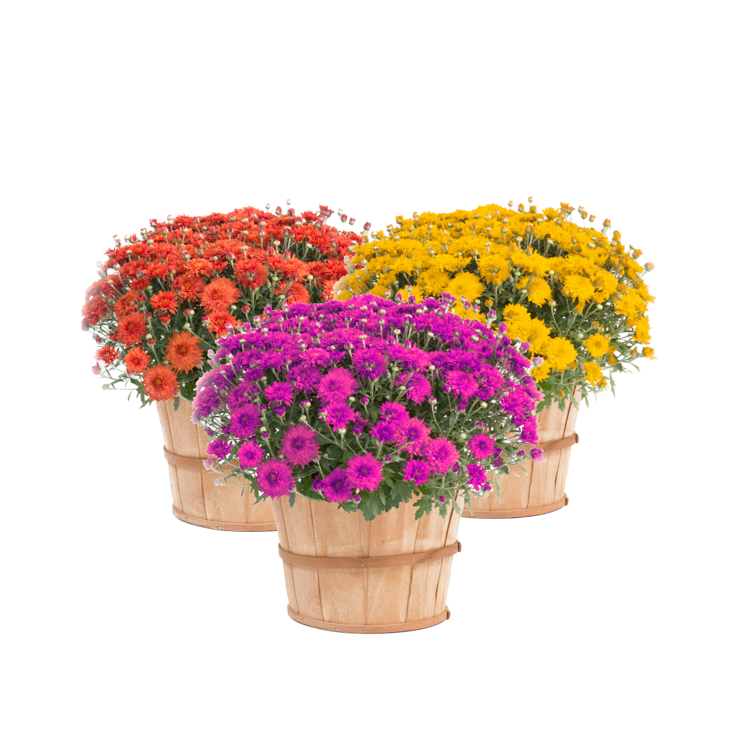 Three bushel mums, one yellow, one orange, and one purple.