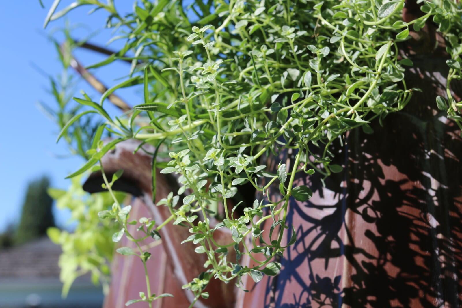 Feature Friday: Plant Care