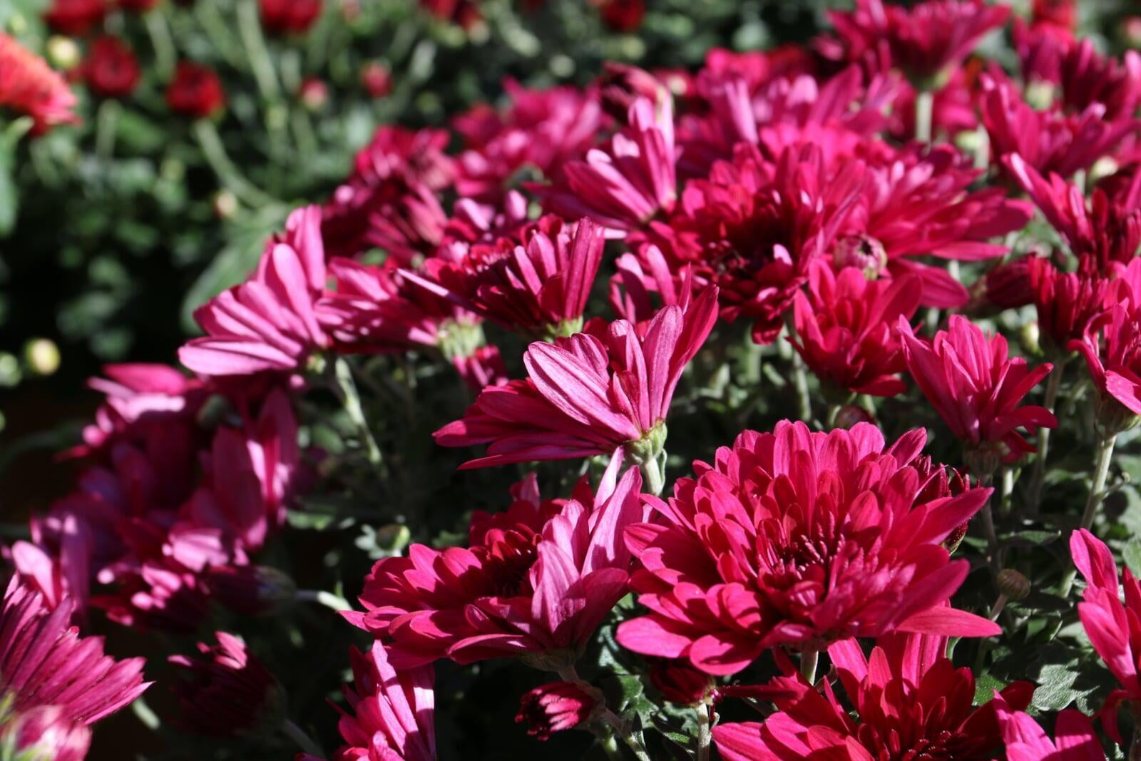 Plant Care: Mums