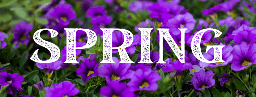 A display of purple flowers closeup with white letters spelling 'Spring".