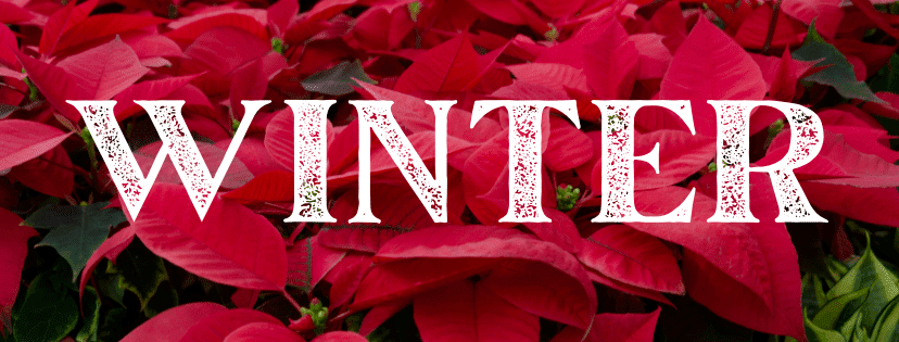 A close up of red poinsettias with "winter" in white lettering.