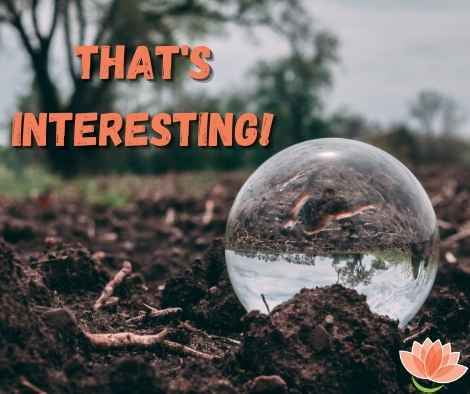 A bubble in soil with worms says that's interesting A bubble in soil with worms says that's interesting