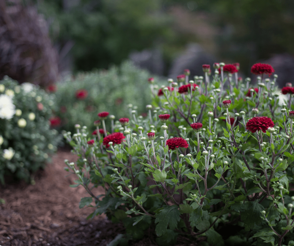 Red mums planted into the ground starting to bloom.