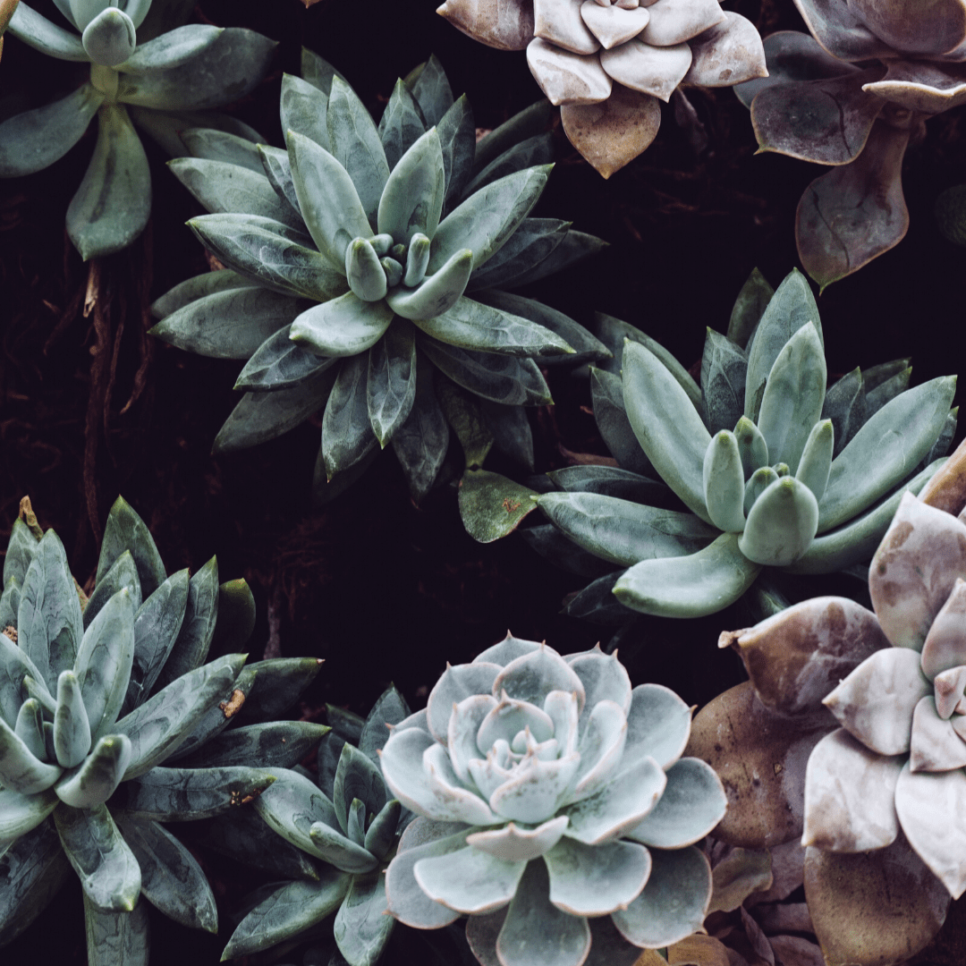A various variety of succulents bunch together, shot taken from above them.