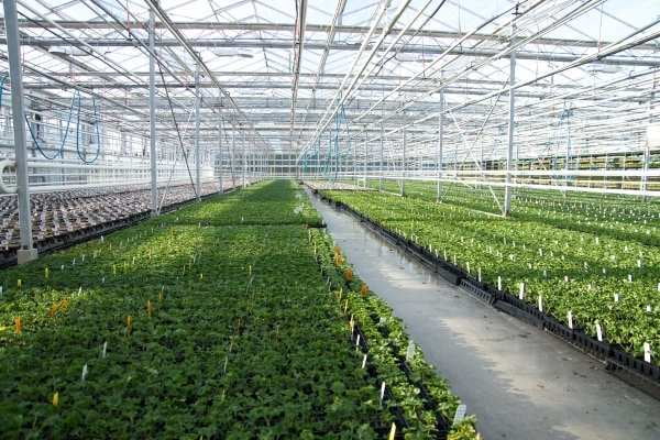 Green plants in the greenhouse