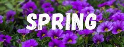 A display of purple flowers closeup with white letters spelling 'Spring".