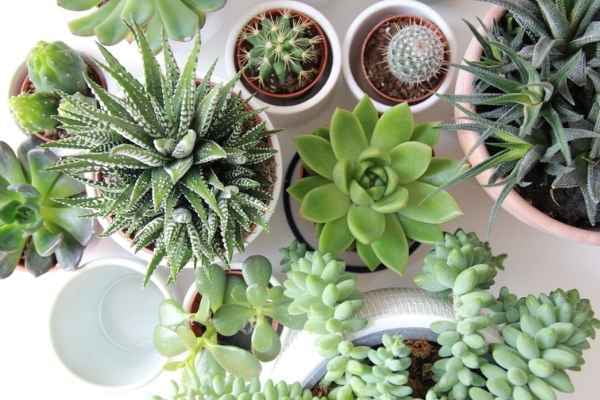 A shot taken from above a table filled with various succulents all in different pot sizes and variations of green.