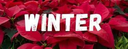 A close up of red poinsettias with "winter" in white lettering.