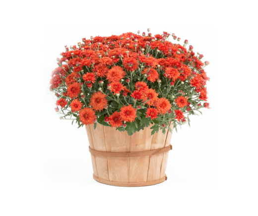 Bushel Mum - Orange