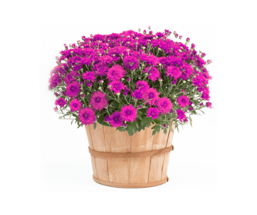 Bushel Mum - Purple