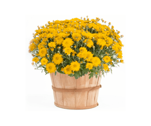 Bushel Mum - Yellow