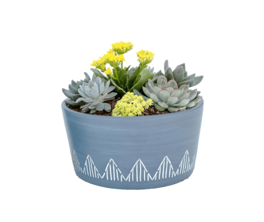 Succulent Bowl