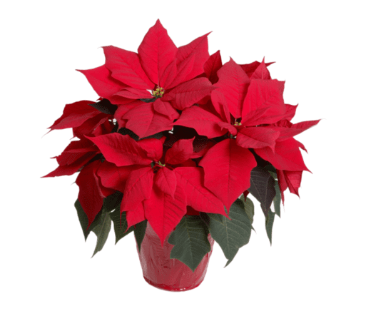 Poinsettia - Red