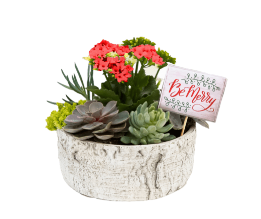 Succulent Bowl - red